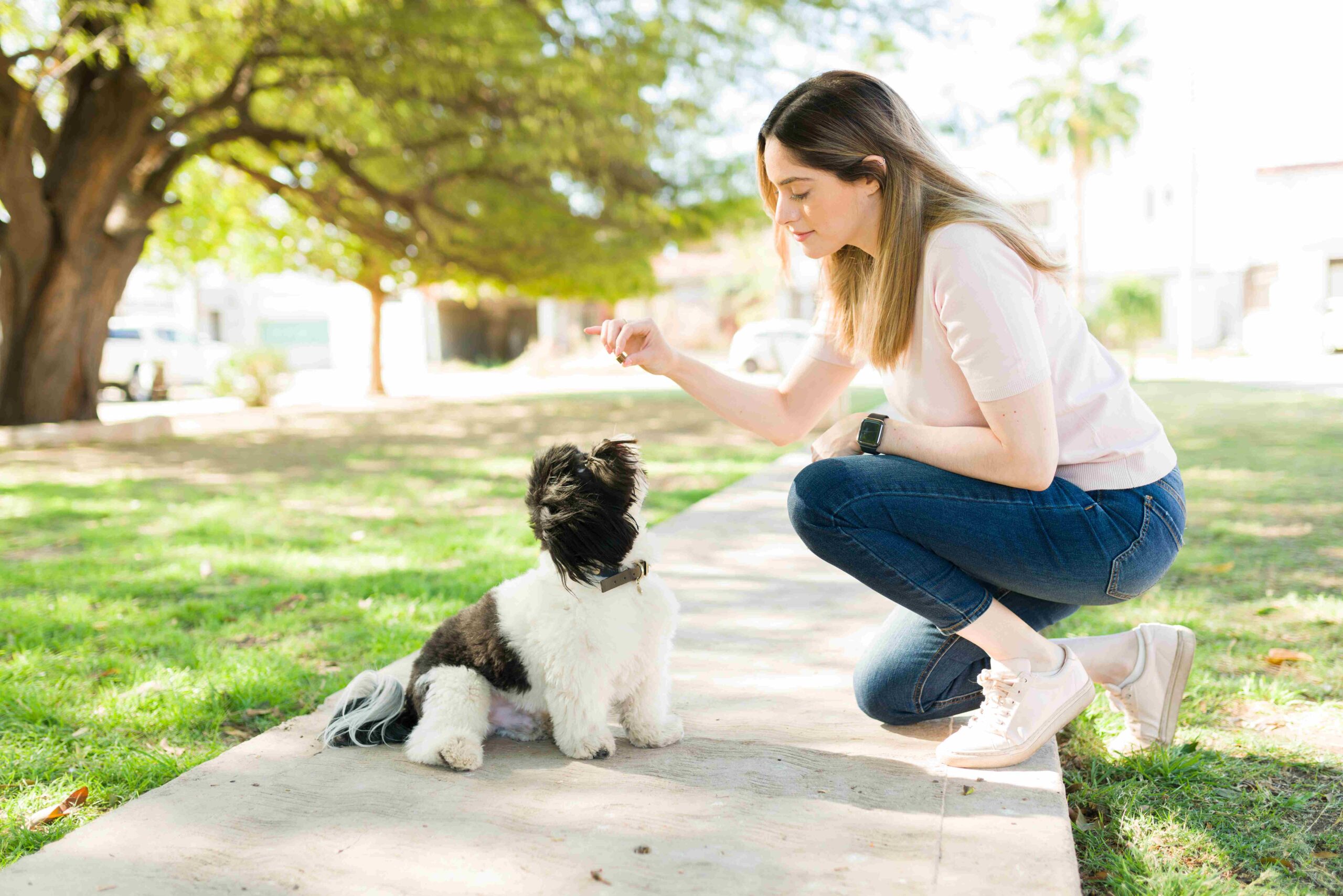 Essential Commands Taught In puppy training Dubai Programs